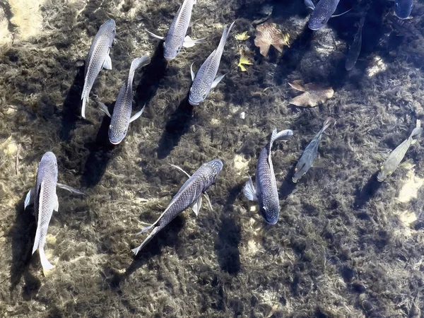 School Freshwater Tilapia Drum Fish Swimming Nature Stream Environment — Stock Photo, Image