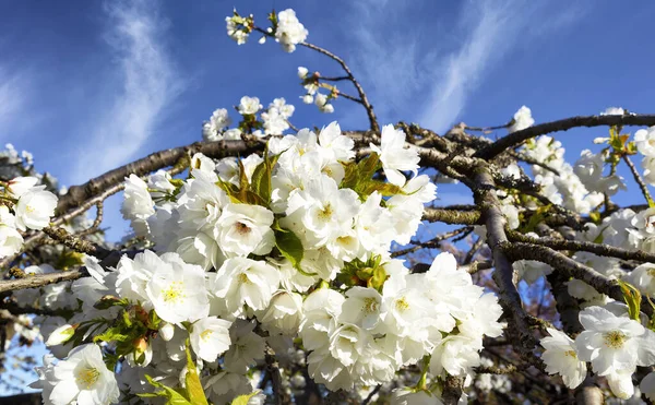 春は青空を背景に富士山桜を咲かせます — ストック写真