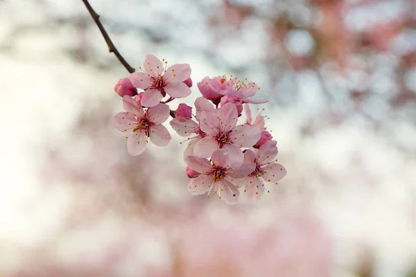 Lkbaharda Kiraz Çiçeğinin Tek Bir Dalını Kapat — Stok fotoğraf