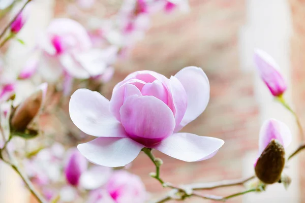 Blühende Große Rosa Magnolienblüte Während Der Frühlingszeit — Stockfoto