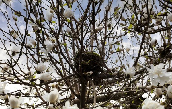 Onderkant Van Vogelnest Bloeiende Boom Met Witte Bloemen Het Voorjaar — Stockfoto