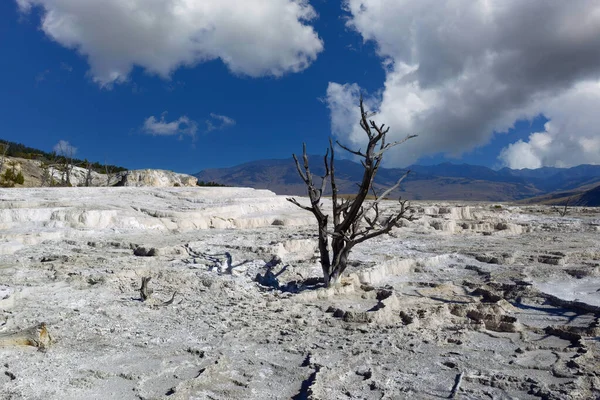 Стоящее Мертвое Дерево Горячих Источниках Йеллоустонского Национального Парка Голубым Небом — стоковое фото
