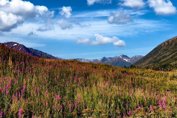 Alaska Flores Lareira Prado Com Montanhas Cobertas Neve Céu Azul — Fotografia de Stock