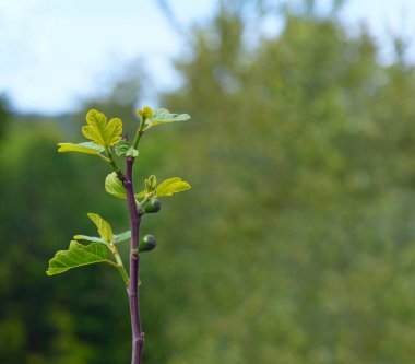 Bahar mevsiminde incir ağacının dalında büyüyen küçük incirler. 