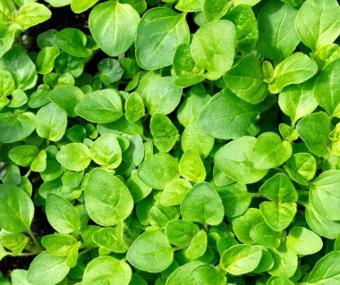 Doldurulmuş çerçeveli taze Oregano bitkisi 