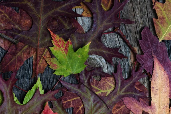 Kırsal ahşap arka planda solmuş sonbahar yaprakları 