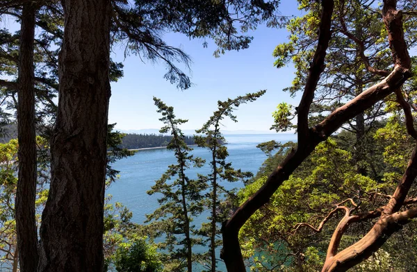 View Pacific Madrone Trees Harbor Deception Pass Washington State Summer — Stock Photo, Image
