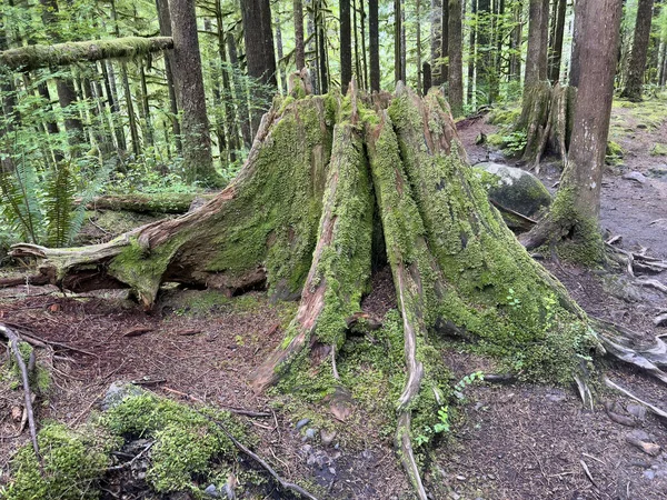 Dead Tree Stump Covered Green Moss Olympic Rainforest Washington State — Stok fotoğraf