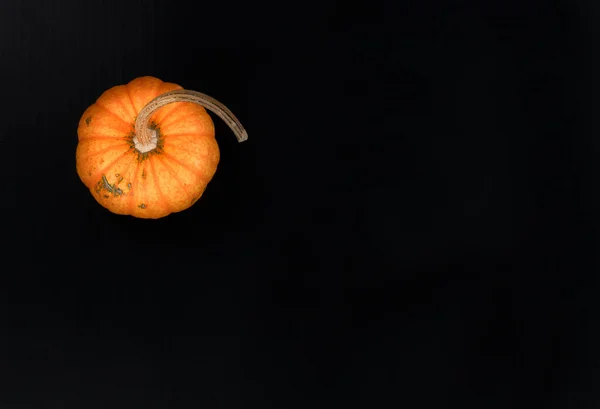 Thanksgiving Halloween Holiday Background Pumpkin Dark Stone Setting — Foto Stock