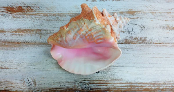 Conch Sea Shell Displaying White Rustic Wood — Foto de Stock
