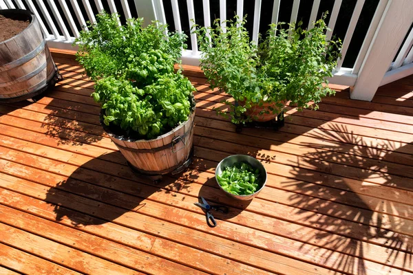 Overhead View Stainless Steel Bowl Scissors Filled Italian Herbs Consisting — Fotografia de Stock