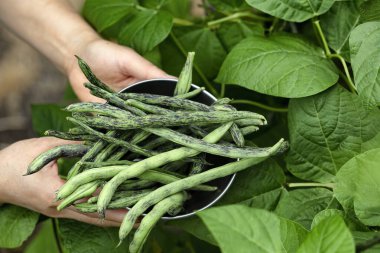 Hands holding stainless steel bowl filled with freshly harvested green pole beans from garden 
