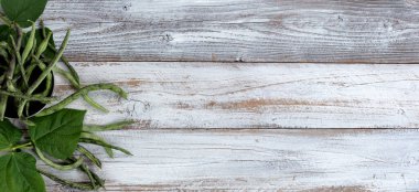 Overhead view of green rattlesnake pole beans flowing out of stainless steel bowl on white rustic wood with copy space available 