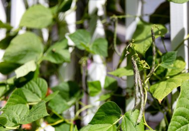 Select focus on green rattlesnake pole beans hanging from stalk in home garden  