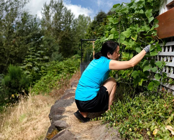 Mature Woman Pruning Green Pole Beans Her Home Garden — Stock fotografie