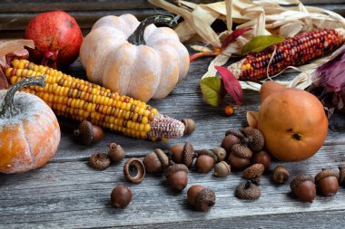 Autumn harvest background of gourds, corn, acorns and fruit on wood table 