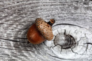 Sonbahar tatili için gerçek bir meşe palamudu yaklaş. 