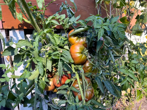 Zonrijpe Biologische Tomaten Eigen Moestuin Tijdens Herfstoogst — Stockfoto