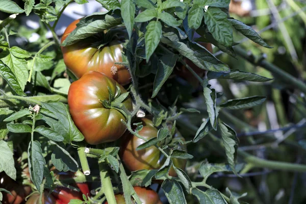 Närbild Solmogna Ekologiska Tomater Hemodlad Grönsaksträdgård Höstskörden — Stockfoto