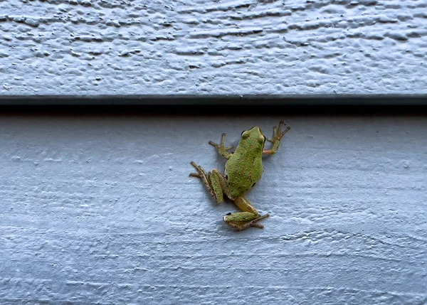 Tree Frog Climbing Wood Siding Home — Stock Photo, Image