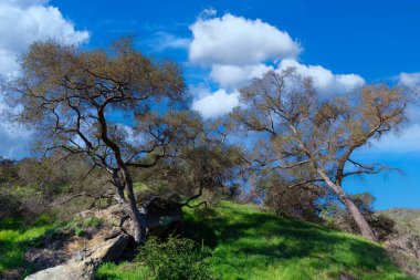 Birleşik Devletler 'in güney Kaliforniya' daki kıyı rüzgarlarından, eğilmiş ağaçlar. 