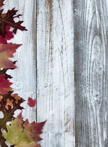 Herbst Oder Herbst Ahorn Und Eichenblätter Über Weißem Rustikalem Holz — Stockfoto