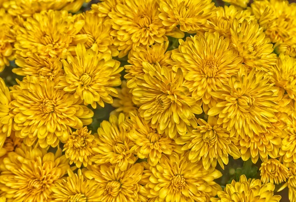 Detailed Yellow Daisy Flowers Filled Frame Abstract Format — Stock Photo, Image