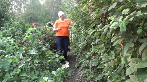 Pensioner Eats Berries Her Garden — Stock Video