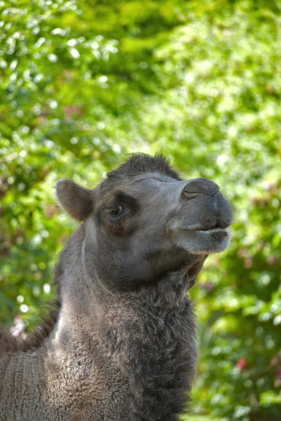 Fier chameau — Photo