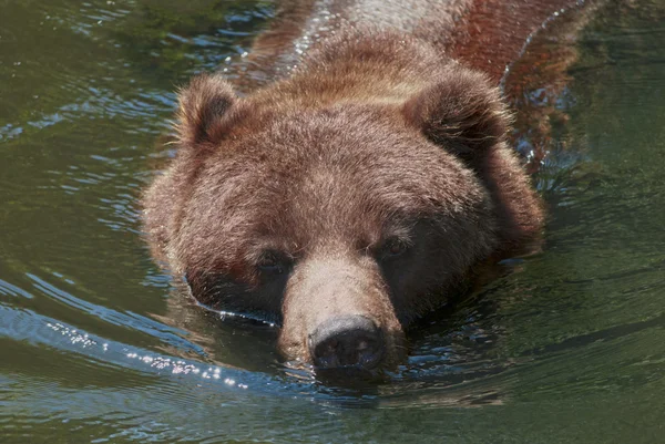 Medvěd grizzly — Stock fotografie