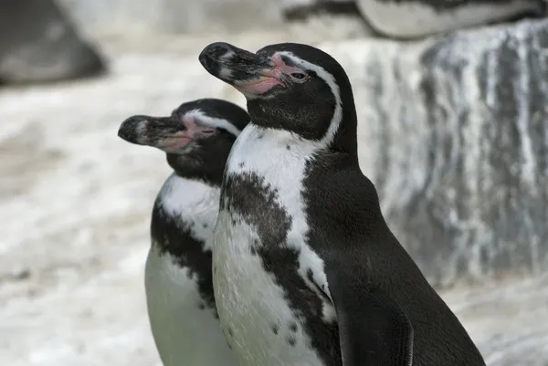 Pinguini di Humboldt — Foto Stock