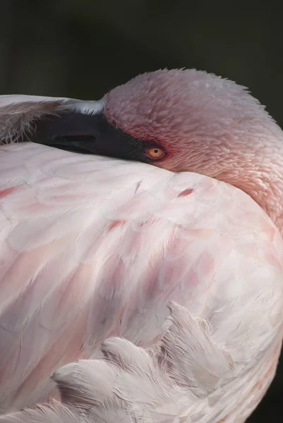 Розовый фелинго — стоковое фото