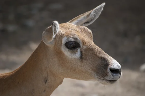 Antilope cervicapra — Foto Stock