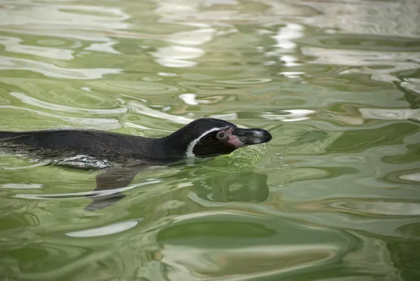 Pingüino de Humboldt — Foto de Stock