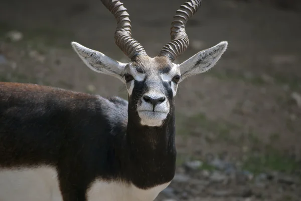 Male blackbuck — Stock Photo, Image