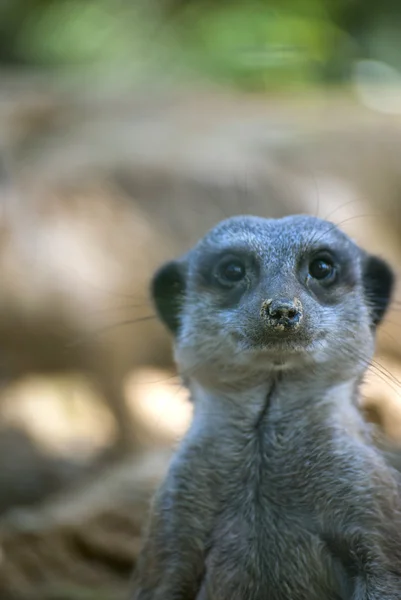 Meerkat. — Fotografia de Stock