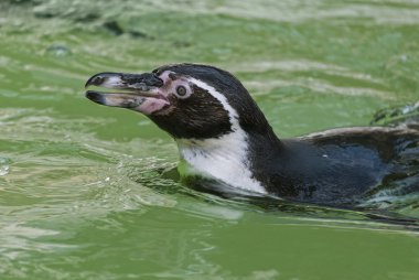 humboldt pengueni