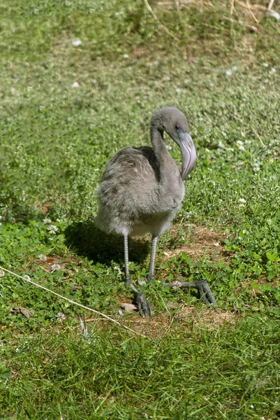 Flamingo Baby — Fotografie, imagine de stoc