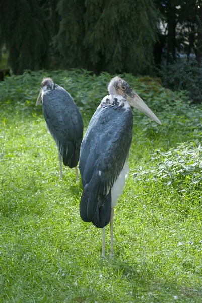 Couple — Stock Photo, Image