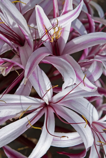 Lilies — Stock Photo, Image