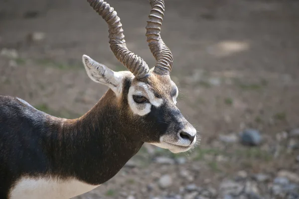 Male Blackbuck — Stock Photo, Image