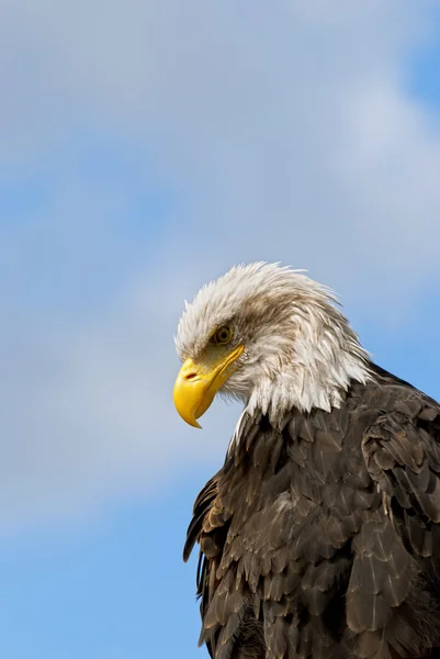 Weißkopfadler — Stockfoto