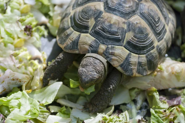 Schildkröte — Stockfoto