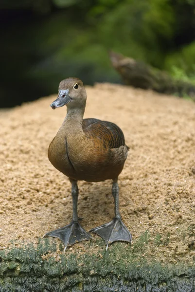 Curieux petit canard — Photo