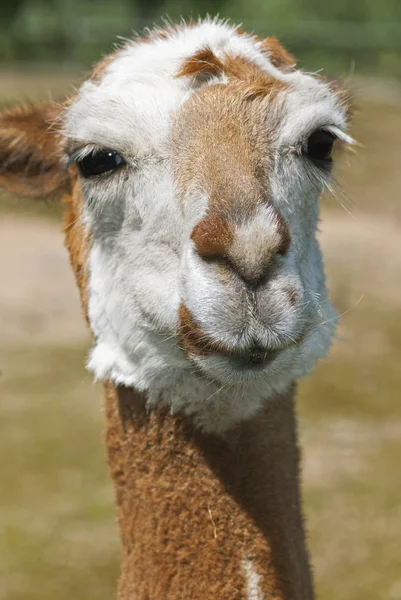 Schattig lama — Stockfoto