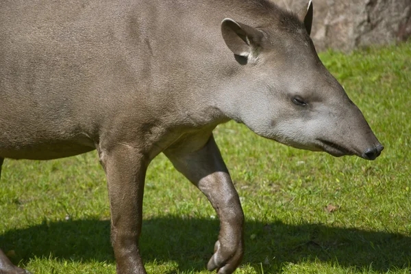 Południowy Amerikański tapir — Zdjęcie stockowe