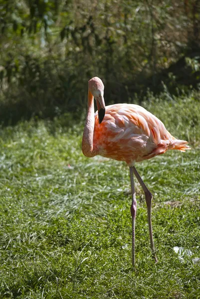 Flamingo Ordförande — Stockfoto