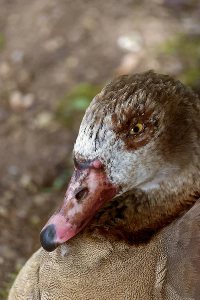 Brown Duck — Stock Photo, Image