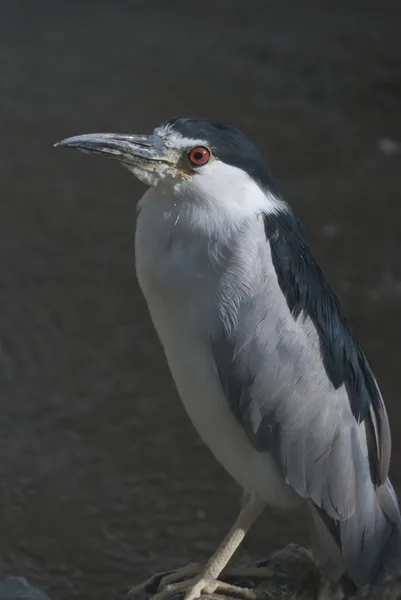 Svartkrönt natt heron — Stockfoto