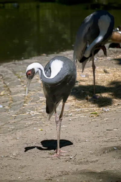 White-naped Crane — Stock Photo, Image